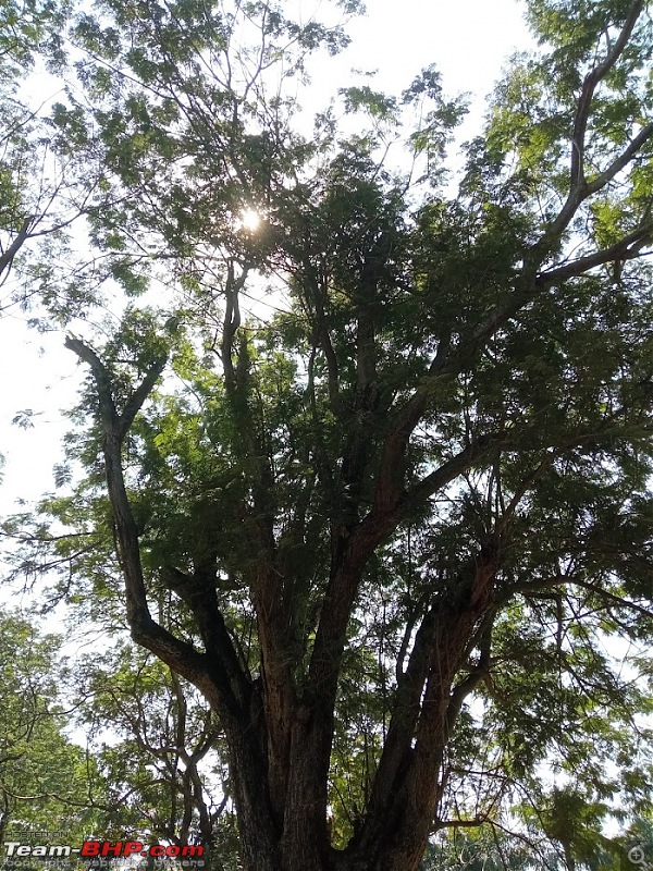 A long-weekend drive to Horsley Hills and Bangalore in a Superb-bangalore-cubbon-park-trees.jpg