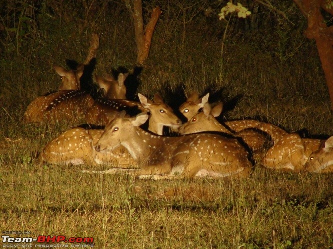 Christmas Break with wife and Scorpio- Wildlife spotting in Masinagudi area-deer1.jpg