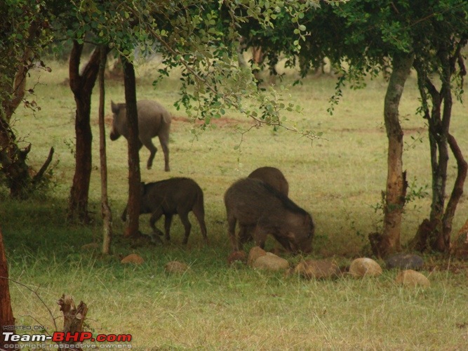 Christmas Break with wife and Scorpio- Wildlife spotting in Masinagudi area-grazing-boar.jpg