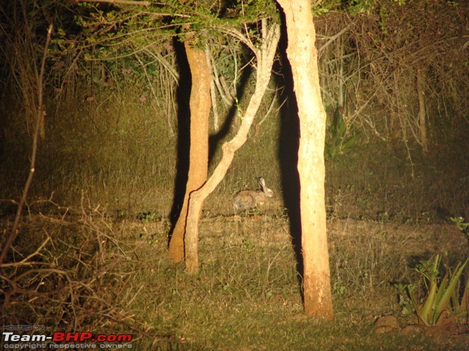 Christmas Break with wife and Scorpio- Wildlife spotting in Masinagudi area-hare-2.jpg