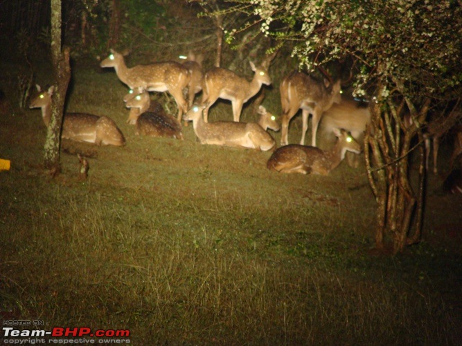 Christmas Break with wife and Scorpio- Wildlife spotting in Masinagudi area-resting-deer1.jpg