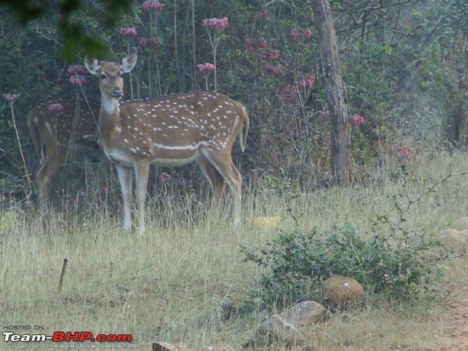 Christmas Break with wife and Scorpio- Wildlife spotting in Masinagudi area-spotty-posing.jpg