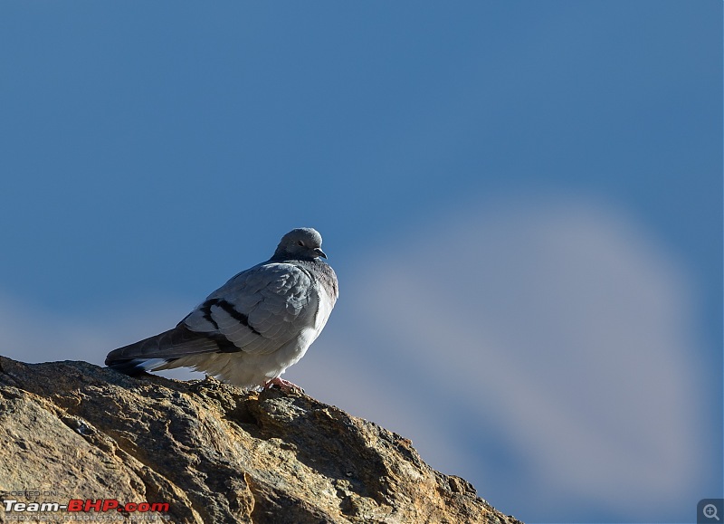 A Road Trip to Leh and Hanle in a BMW 330i GT-hill-pigeon.jpg