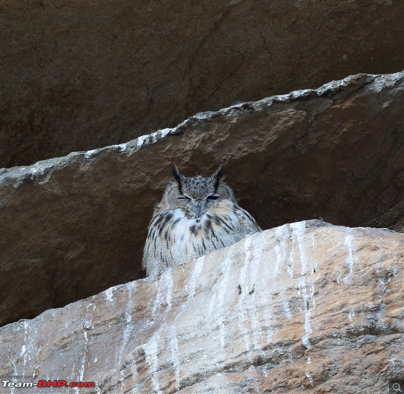 A Road Trip to Leh and Hanle in a BMW 330i GT-rock-eagle-owl.jpg