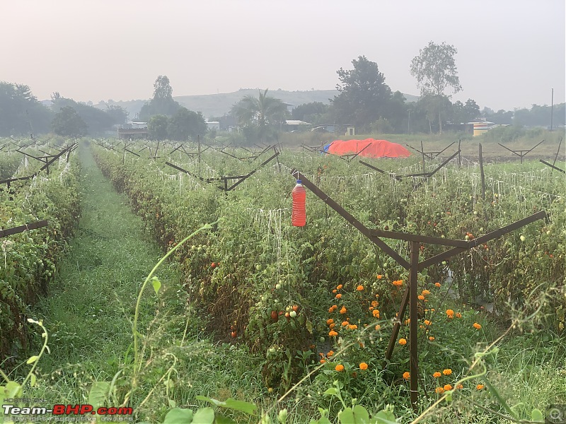 Visit to Gondeshwar Temple & Nashik Winery-marigold-tomatoes.jpeg
