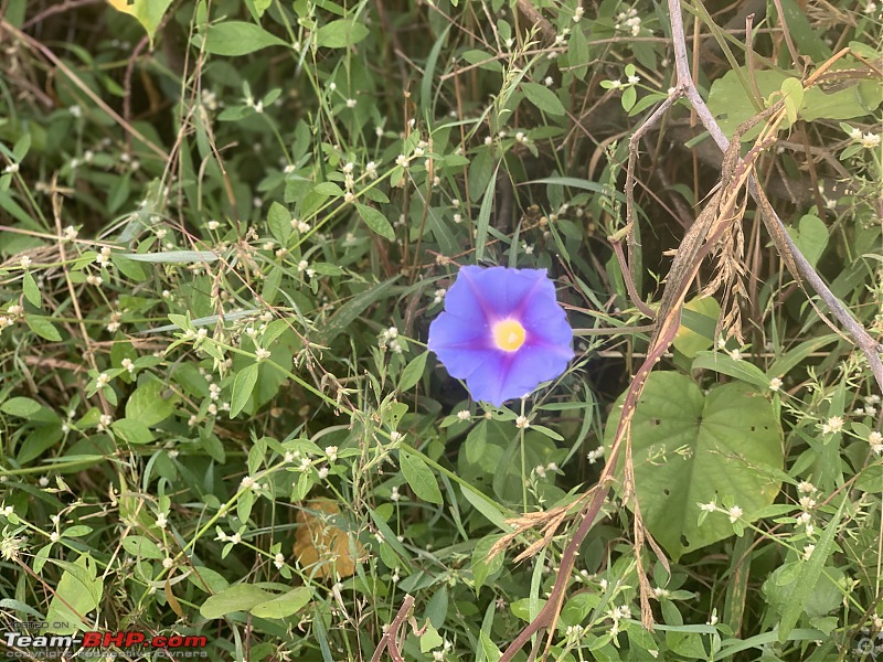 Visit to Gondeshwar Temple & Nashik Winery-wildflowers1.jpeg