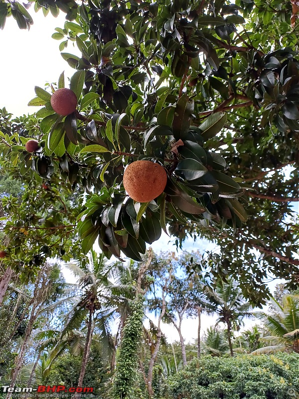 Kodagu for fitness lovers-chikkoo.jpg