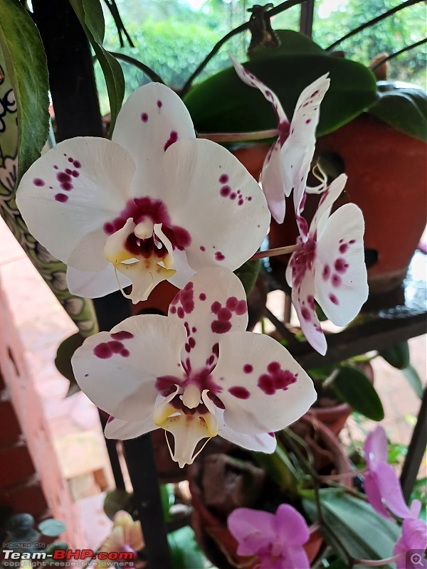 Kodagu for fitness lovers-white-orchids2.jpg