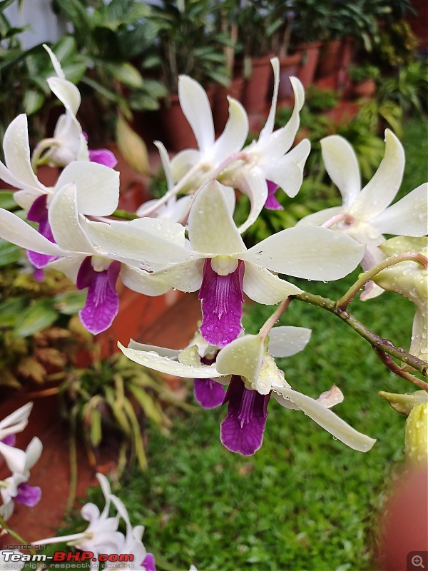 Kodagu for fitness lovers-white-orchids.jpg