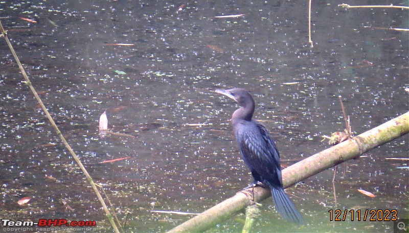 Kodagu for fitness lovers-snake-egret.jpeg