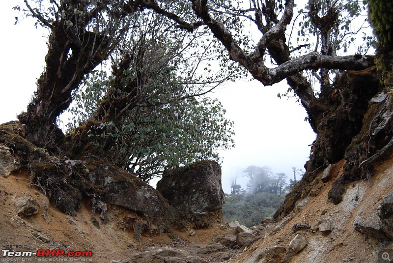 Few days close to Heaven: The Dzongri Trek-dsc_0973.jpg