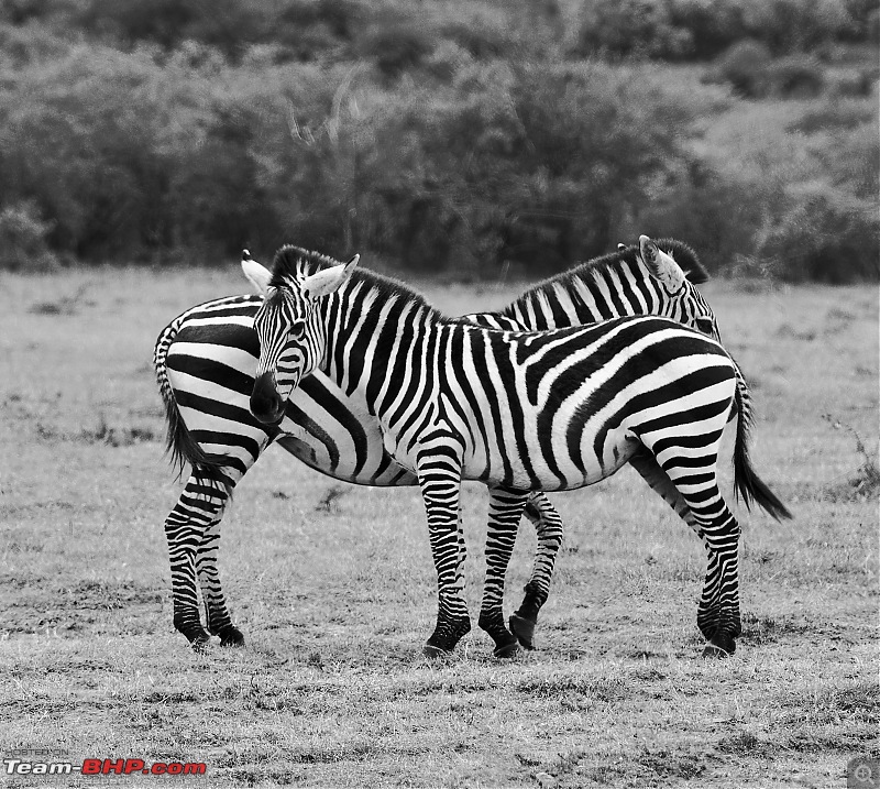 Experience of a lifetime - The Masai Mara - A dream heaven for wildlife lovers-dsc_0157.jpeg