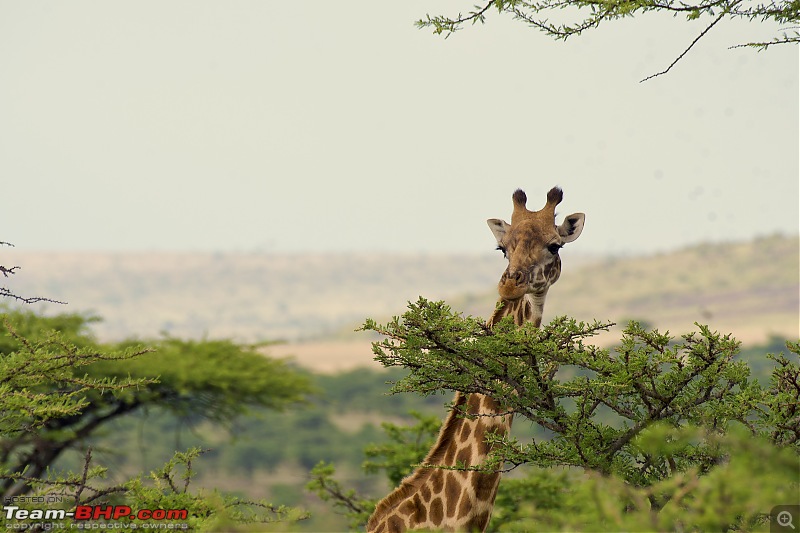Experience of a lifetime - The Masai Mara - A dream heaven for wildlife lovers-dsc_0225.jpeg