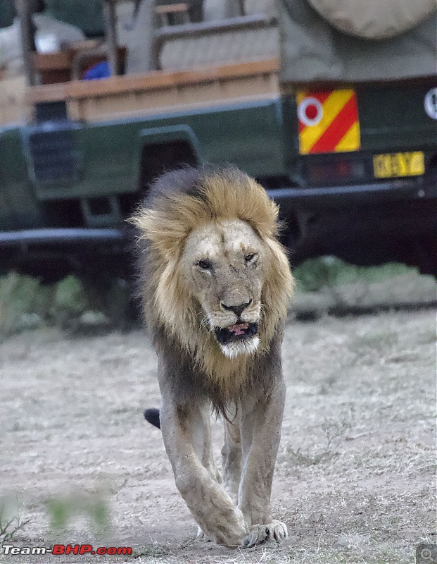Experience of a lifetime - The Masai Mara - A dream heaven for wildlife lovers-dsc_0526.jpeg