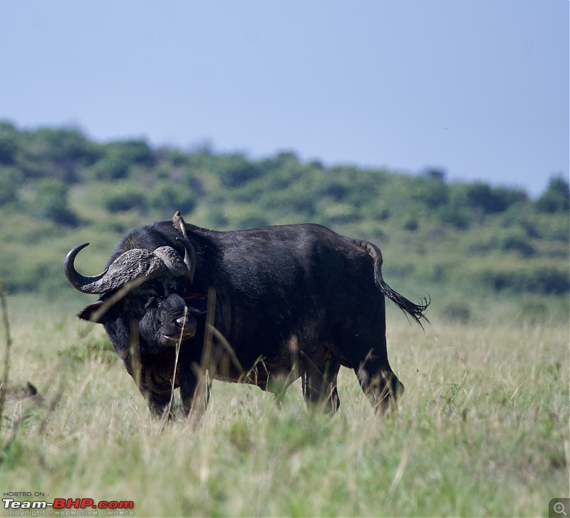 Experience of a lifetime - The Masai Mara - A dream heaven for wildlife lovers-dsc_0608.jpeg