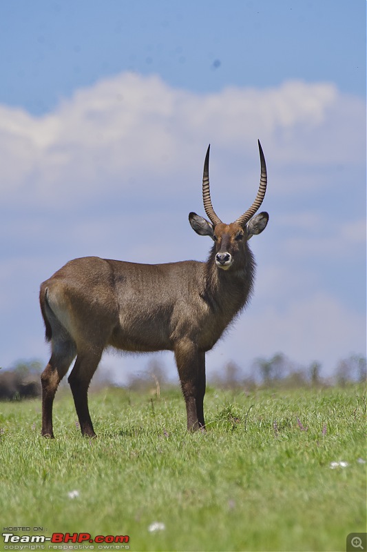 Experience of a lifetime - The Masai Mara - A dream heaven for wildlife lovers-dsc_0668.jpeg