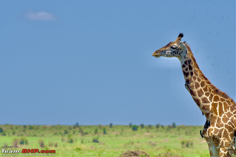 Experience of a lifetime - The Masai Mara - A dream heaven for wildlife lovers-dsc_0665.jpeg