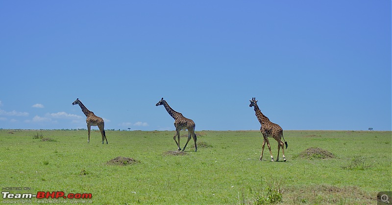 Experience of a lifetime - The Masai Mara - A dream heaven for wildlife lovers-dsc_0747.jpeg