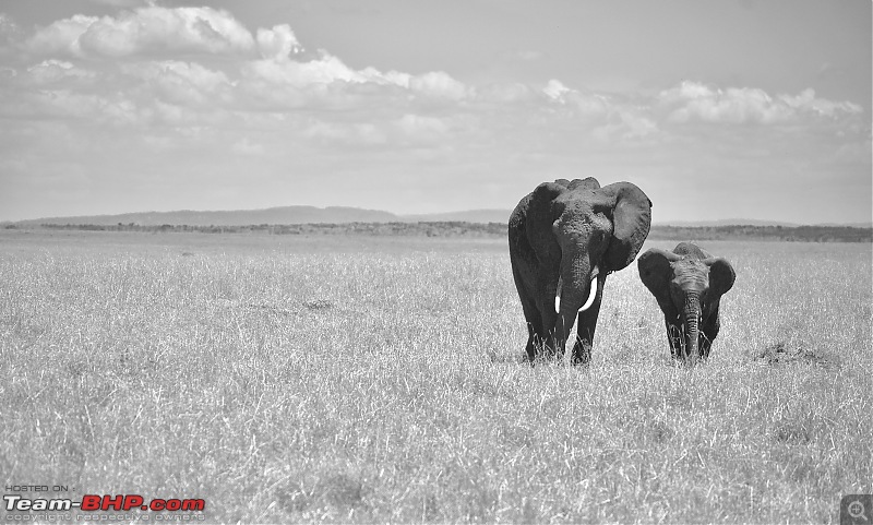 Experience of a lifetime - The Masai Mara - A dream heaven for wildlife lovers-dsc_0754.jpeg