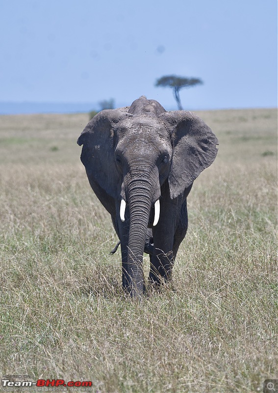 Experience of a lifetime - The Masai Mara - A dream heaven for wildlife lovers-dsc_0706.jpeg