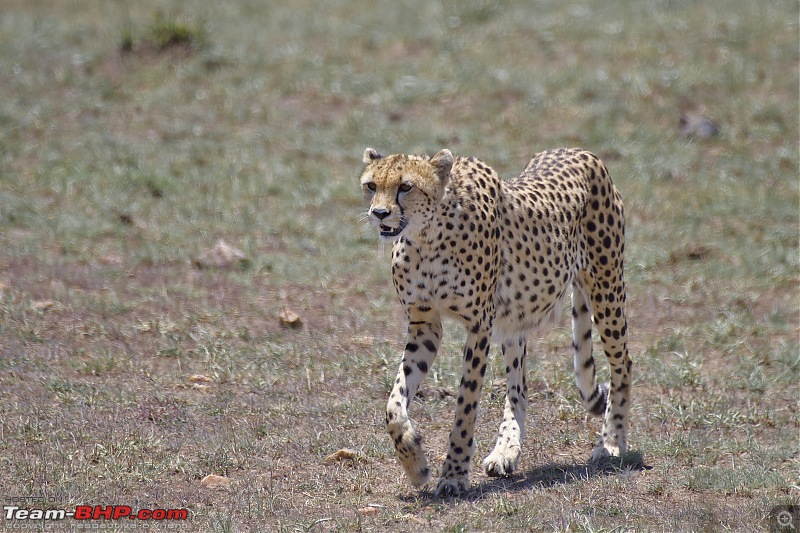 Experience of a lifetime - The Masai Mara - A dream heaven for wildlife lovers-dsc_0164.jpeg