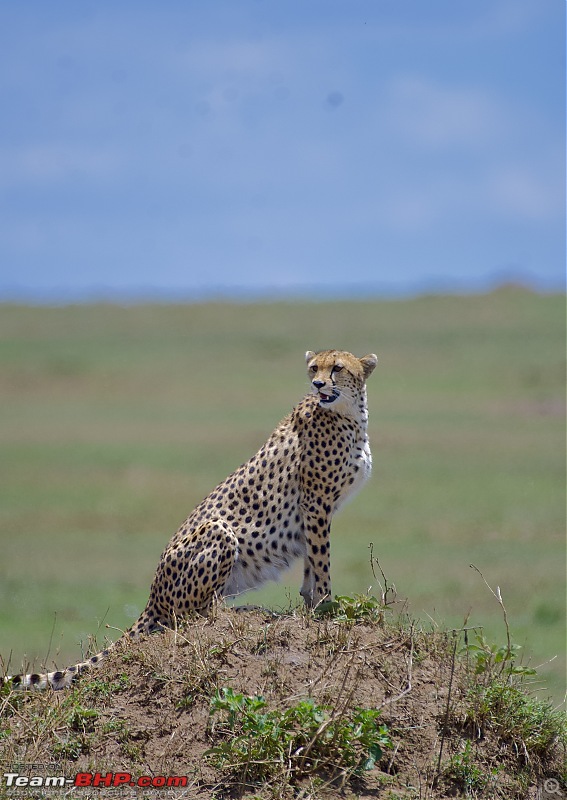 Experience of a lifetime - The Masai Mara - A dream heaven for wildlife lovers-dsc_0225-1.jpeg