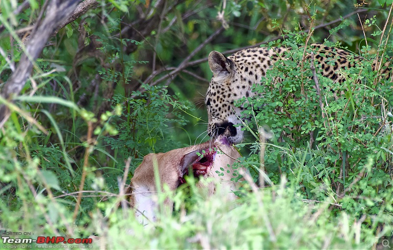 Experience of a lifetime - The Masai Mara - A dream heaven for wildlife lovers-dsc_0702.jpeg