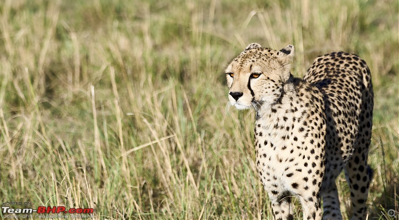 Experience of a lifetime - The Masai Mara - A dream heaven for wildlife lovers-dsc_0429.jpeg