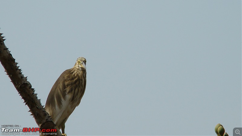 Year end road trip to Vengurla and Panhala-dsc02241.jpg