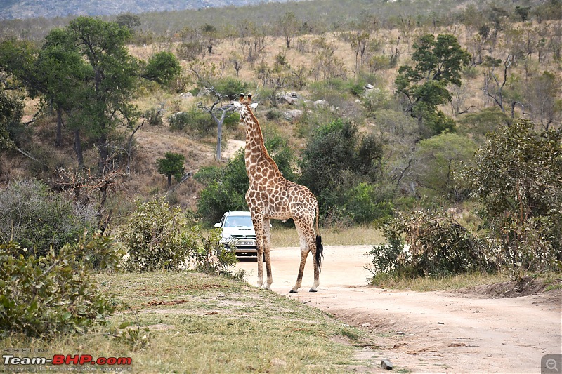 The Kruger National Park, South Africa - Photologue-giraffe-1.jpg