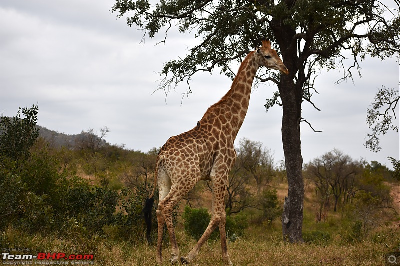 The Kruger National Park, South Africa - Photologue-giraffe-2.jpg