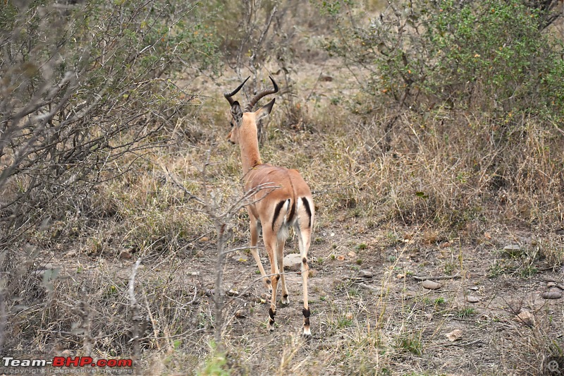 The Kruger National Park, South Africa - Photologue-impala.jpg