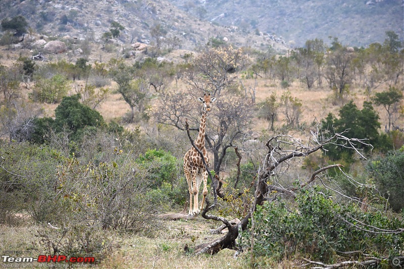 The Kruger National Park, South Africa - Photologue-more-giraffe.jpg