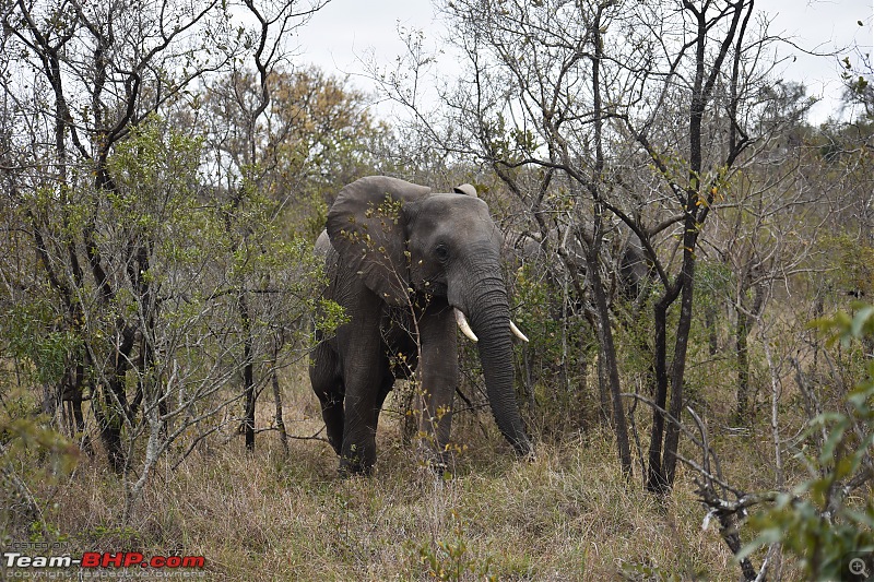 The Kruger National Park, South Africa - Photologue-elephant-2.jpg