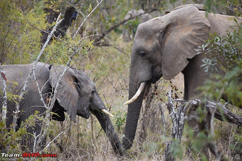 The Kruger National Park, South Africa - Photologue-elephant-3.jpg