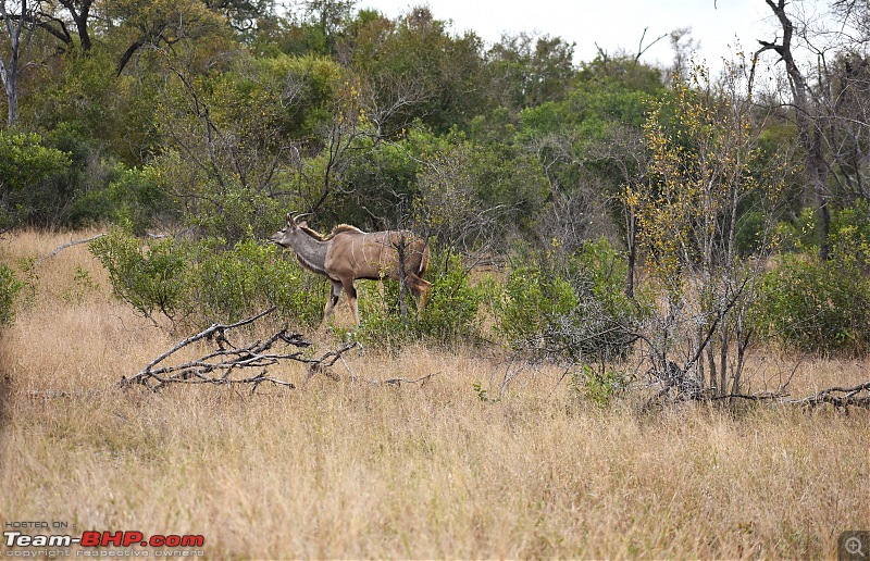 The Kruger National Park, South Africa - Photologue-kudu-1.jpg