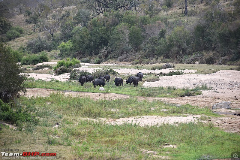 The Kruger National Park, South Africa - Photologue-african-buffaloes.jpg