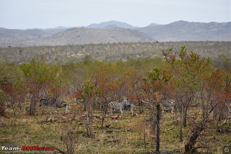 The Kruger National Park, South Africa - Photologue-zebra-1.jpg