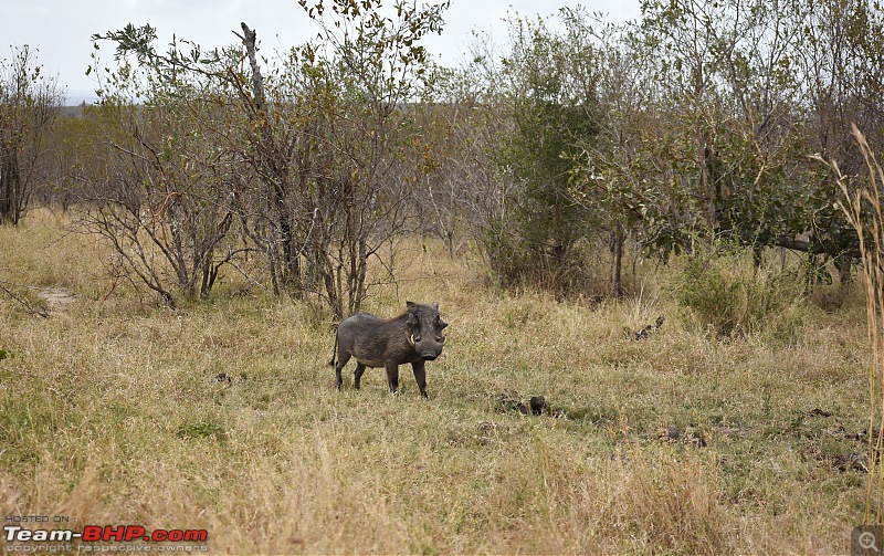 The Kruger National Park, South Africa - Photologue-warthog-1.jpg