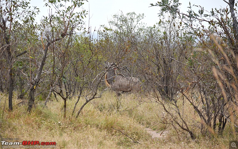 The Kruger National Park, South Africa - Photologue-kudu-2.jpg