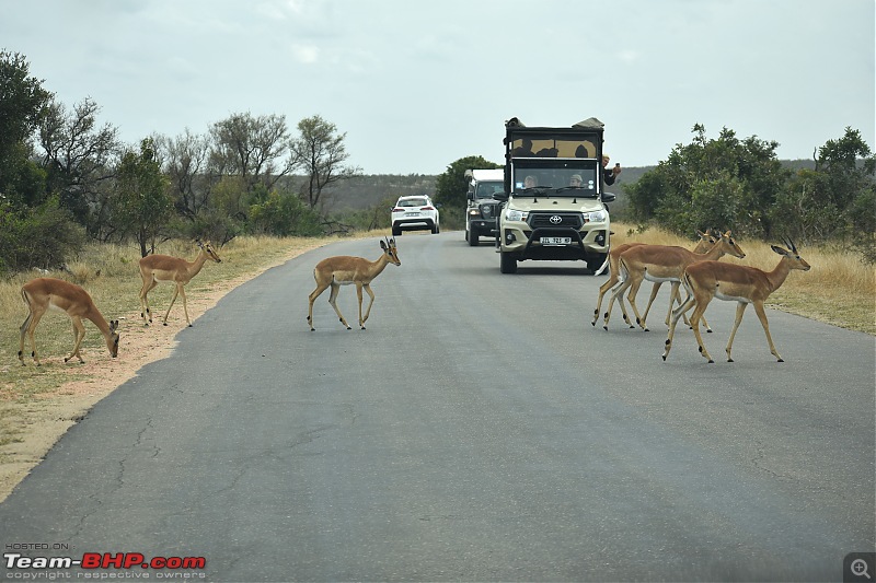 The Kruger National Park, South Africa - Photologue-impalas-road.jpg
