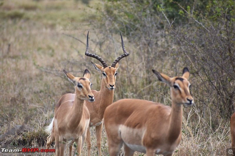 The Kruger National Park, South Africa - Photologue-male-impala.jpg