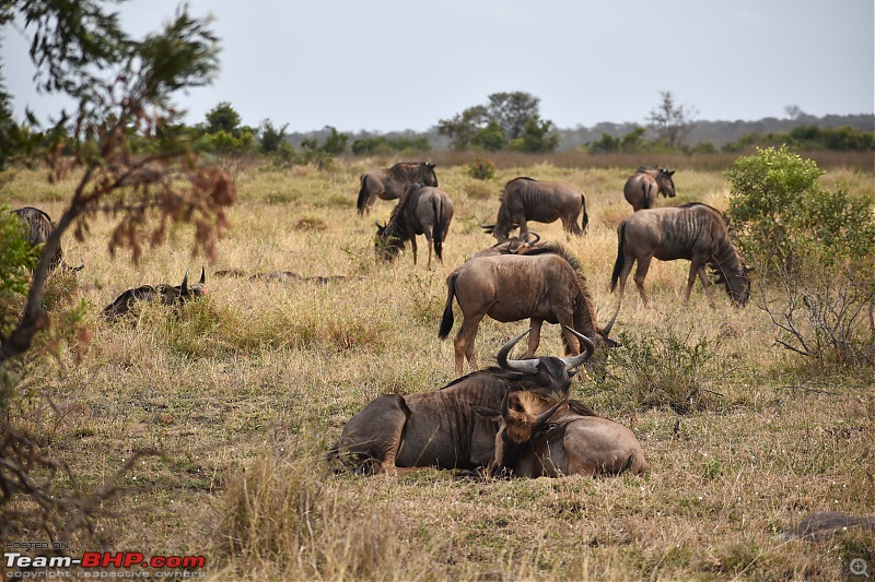 The Kruger National Park, South Africa - Photologue-wildebeest-1.jpg