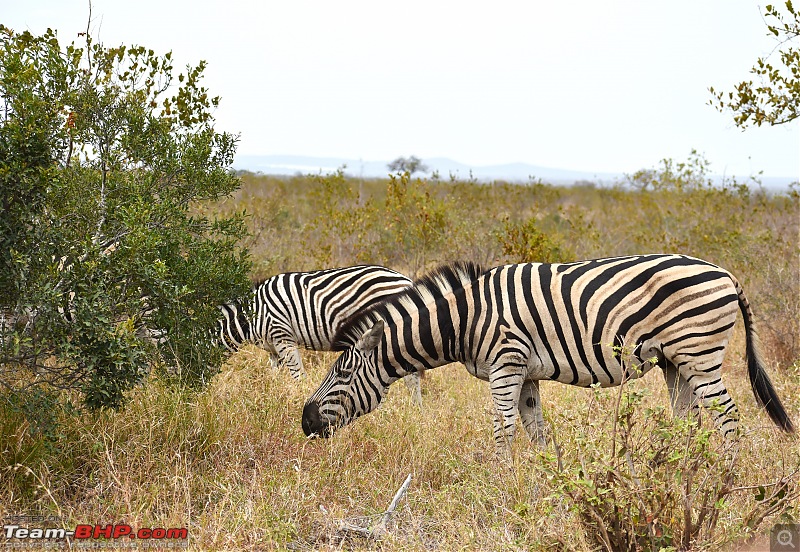 The Kruger National Park, South Africa - Photologue-zebra-2.jpg