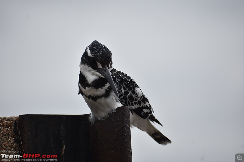 The Kruger National Park, South Africa - Photologue-pied-kingfisher.jpg