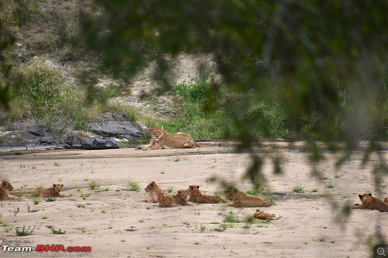 The Kruger National Park, South Africa - Photologue-lions-1.jpg