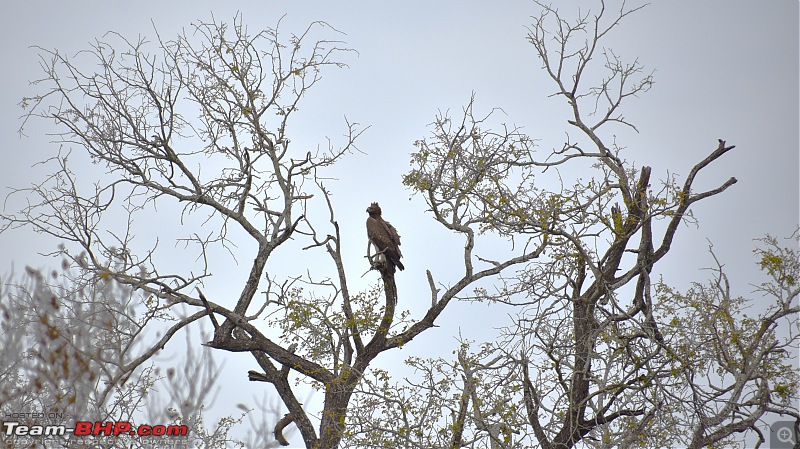 The Kruger National Park, South Africa - Photologue-martial-eagle.jpg