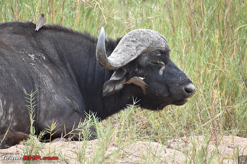 The Kruger National Park, South Africa - Photologue-buffalo-1.jpg