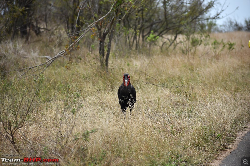 The Kruger National Park, South Africa - Photologue-southern-ground-hornbill.jpg