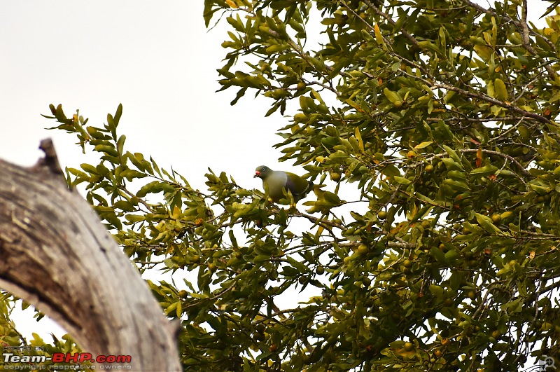 The Kruger National Park, South Africa - Photologue-african-green-pigeon.jpg